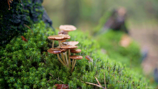 Gif of some moss close-up